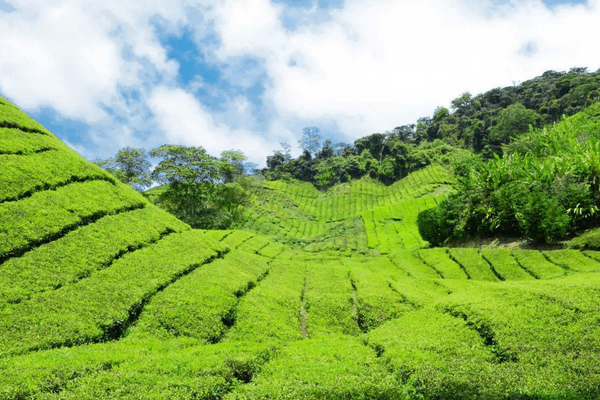 Cameron Highlands