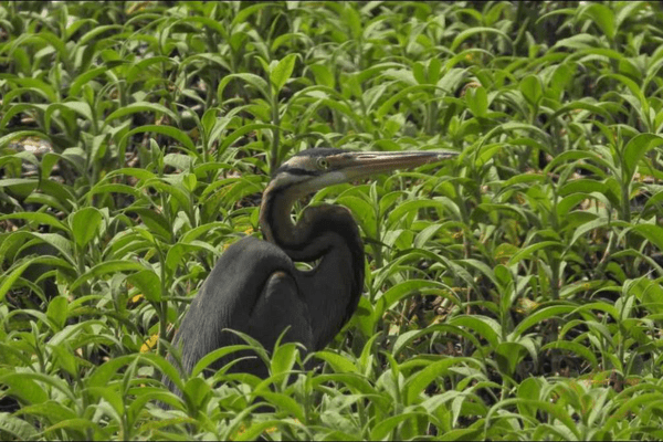 Kinta Nature Park